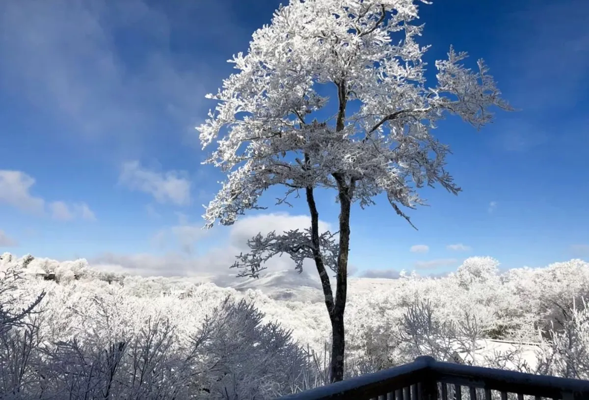 A snow-laden tree stands against a tranquil snowy landscape and bright blue sky. The untouched snow and serene setting evoke the peaceful side of winter, inviting thoughts of relaxing after outdoor activities or simply soaking in the beauty of the mountains.